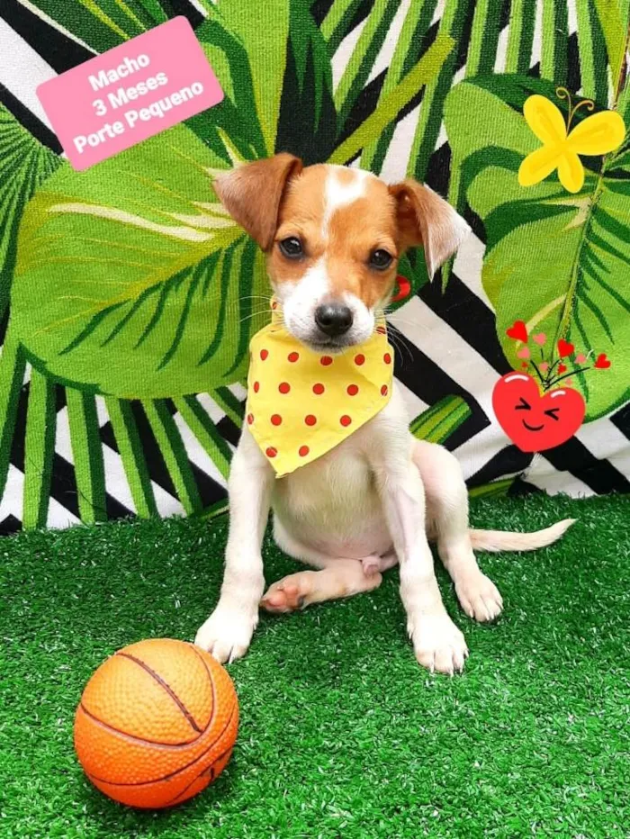 Cachorro raça Srd idade 2 a 6 meses nome Lucas