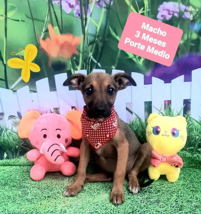 Cachorro raça Srd idade 2 a 6 meses nome Willin