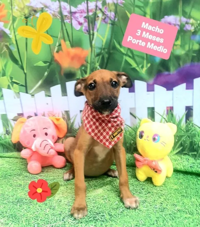 Cachorro raça Srd idade 2 a 6 meses nome Bubinho