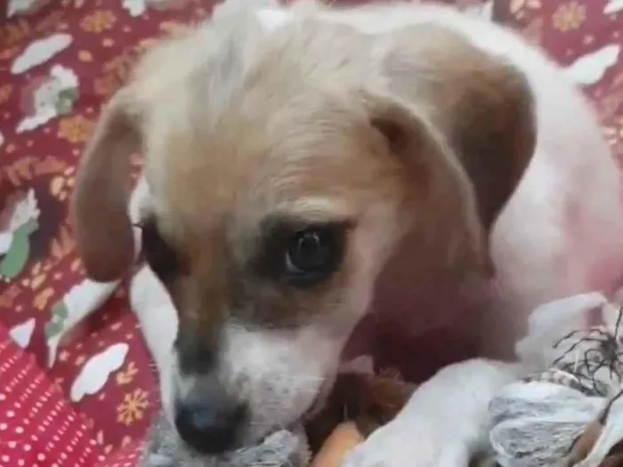 Cachorro raça Srd idade 2 a 6 meses nome Tutty