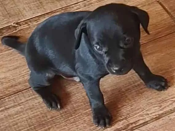 Cachorro ra a Vira lata idade Abaixo de 2 meses nome Bob/Thor