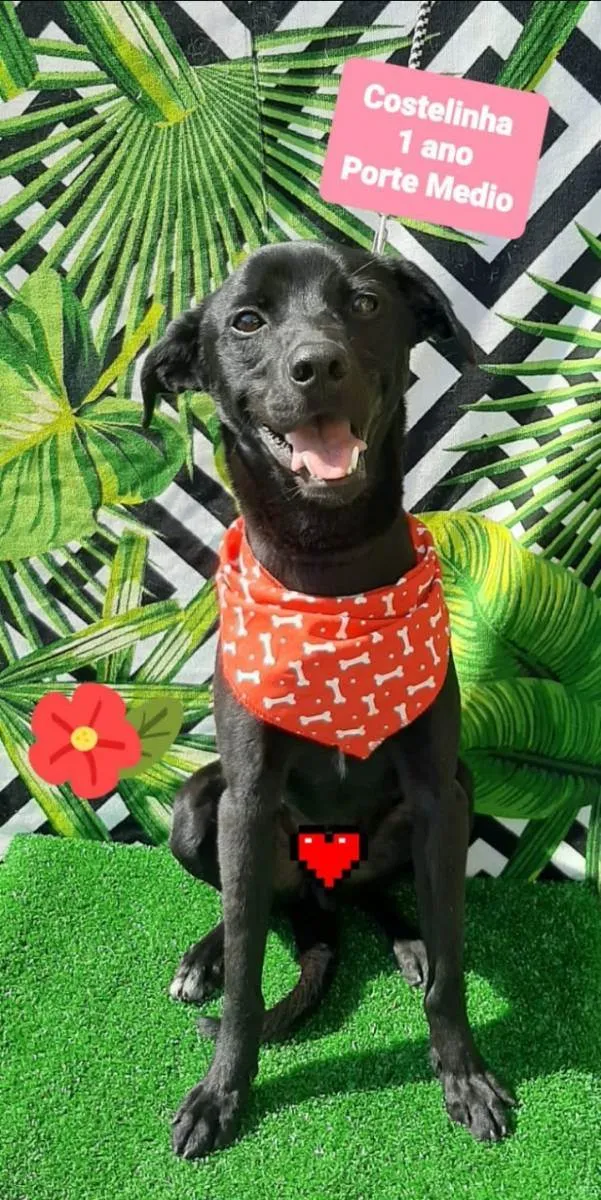 Cachorro raça Srd idade 1 ano nome Costelinha 
