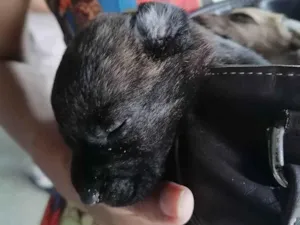 Cachorro raça Vira lata  idade Abaixo de 2 meses nome Theo/Mia 