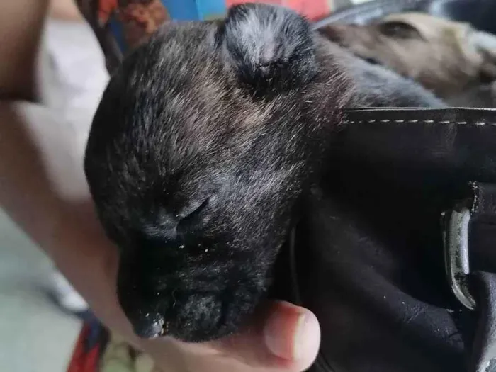 Cachorro ra a Vira lata  idade Abaixo de 2 meses nome Theo/Mia 