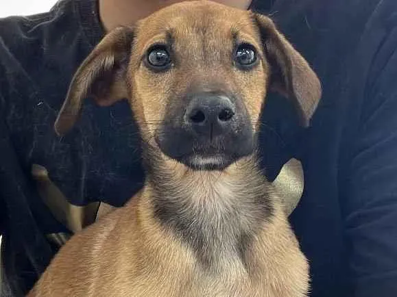 Gato ra a Vira-lata  idade 2 a 6 meses nome Sem nome