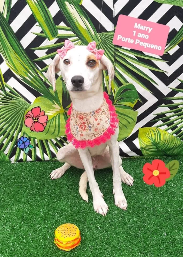 Cachorro raça Srd idade 1 ano nome Marry 