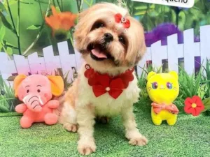 Cachorro raça Shitsu  idade 2 anos nome Helo