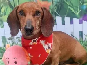 Cachorro raça Dachshund idade 3 anos nome Claudinho