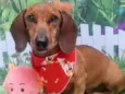 Cachorro raça Dachshund idade 3 anos nome Claudinho