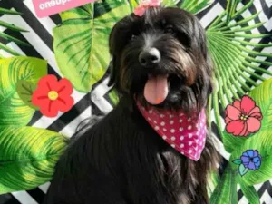 Cachorro raça Srd idade 1 ano nome Luly