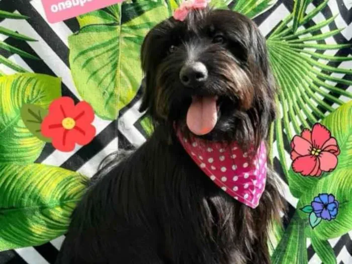 Cachorro raça Srd idade 1 ano nome Luly