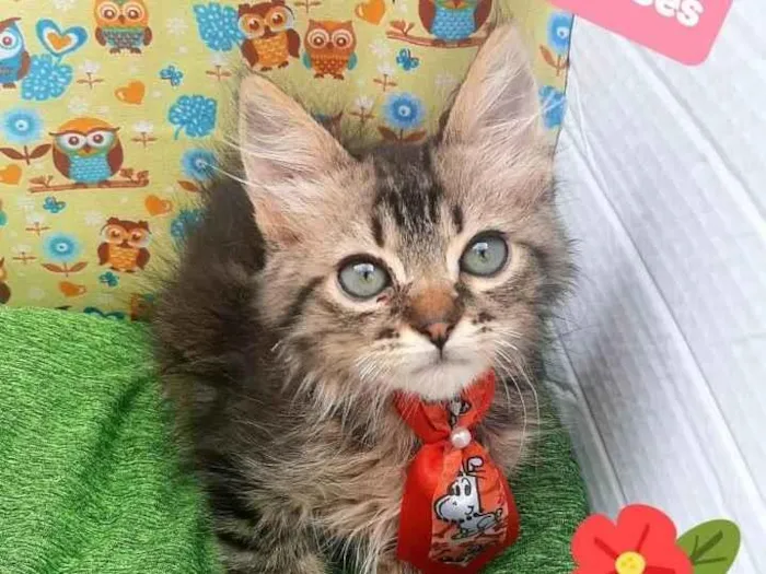 Gato raça Srd idade 2 a 6 meses nome Beto