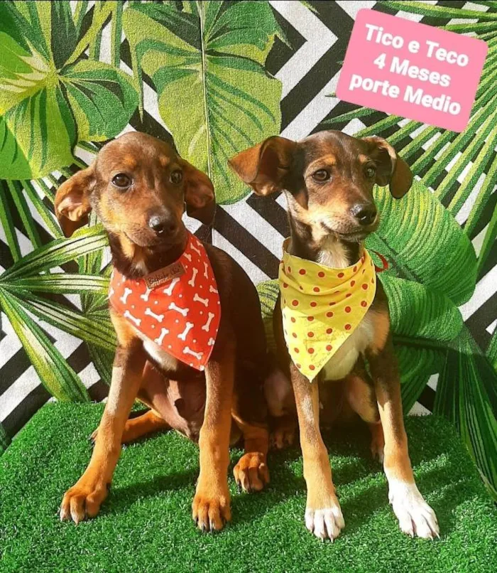 Cachorro raça Srd idade 2 a 6 meses nome Tico e Teco