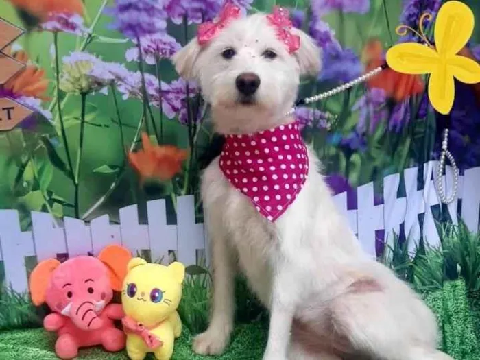 Cachorro raça Srd idade 1 ano nome Pérola 