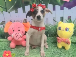 Cachorro raça Srd idade 2 a 6 meses nome Bet