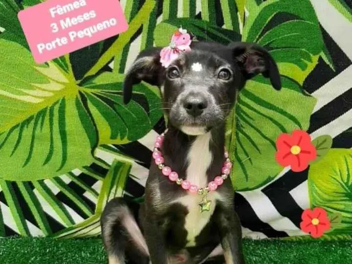 Cachorro raça Srd idade 2 a 6 meses nome Lary