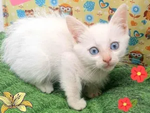 Gato raça Srd idade 2 a 6 meses nome Zé 
