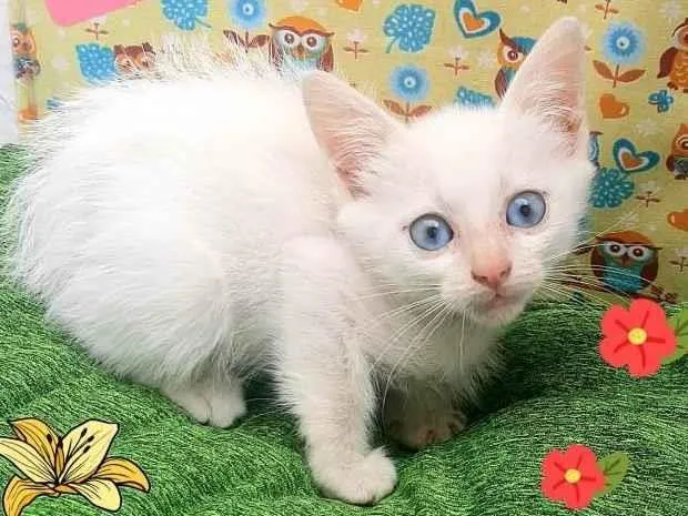 Gato raça Srd idade 2 a 6 meses nome Zé 