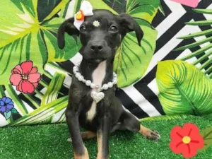 Cachorro raça Srd idade 2 a 6 meses nome Cooper