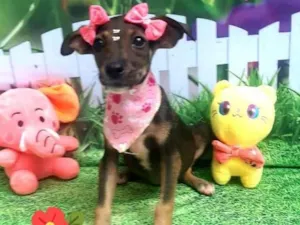 Cachorro raça Srd idade 2 a 6 meses nome Luana