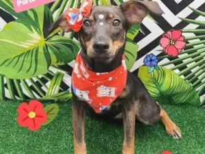 Cachorro raça Srd idade 1 ano nome Lilica 