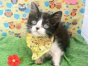 Gato raça Srd idade 2 a 6 meses nome Manchinha 