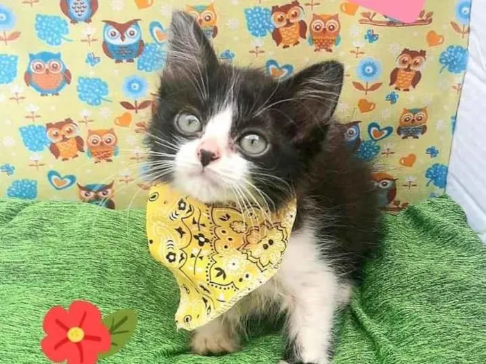 Gato raça Srd idade 2 a 6 meses nome Manchinha 