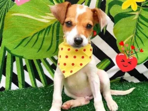 Cachorro raça Srd idade 2 a 6 meses nome Lucas