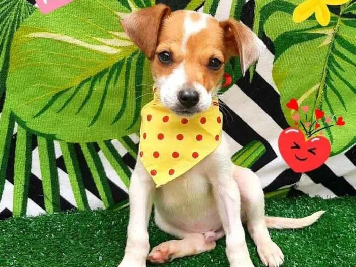 Cachorro raça Srd idade 2 a 6 meses nome Lucas