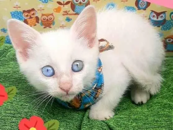 Gato raça Srd idade 2 a 6 meses nome Robinho 