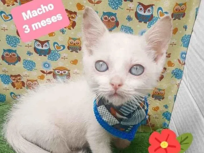 Gato raça Srd idade 2 a 6 meses nome Zequinha