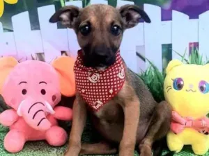 Cachorro raça Srd idade 2 a 6 meses nome Willin