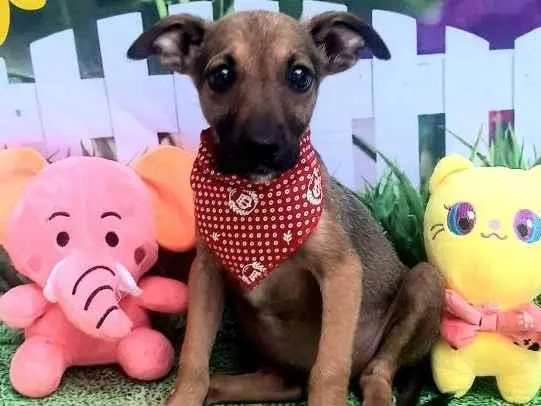 Cachorro raça Srd idade 2 a 6 meses nome Willin
