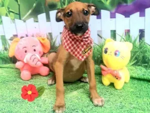 Cachorro raça Srd idade 2 a 6 meses nome Bubinho