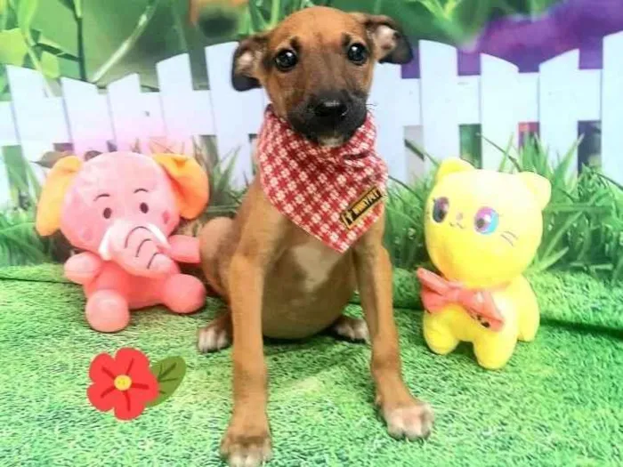 Cachorro raça Srd idade 2 a 6 meses nome Bubinho