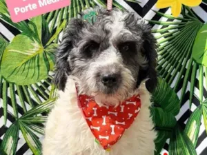 Cachorro raça Srd idade 2 anos nome Bernardo 