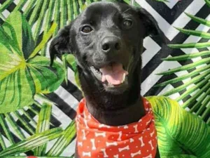 Cachorro raça Srd idade 1 ano nome Costelinha 
