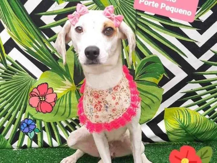 Cachorro raça Srd idade 1 ano nome Marry 