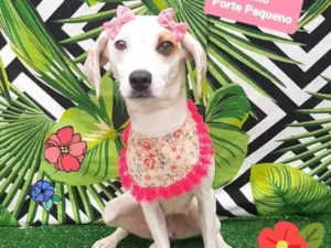 Cachorro raça Srd idade 1 ano nome Marry 