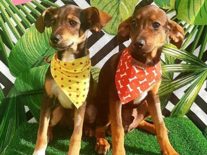 Cachorro raça Srd idade 2 a 6 meses nome Tico e Teco