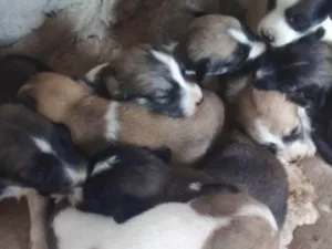 Cachorro raça Comun idade Abaixo de 2 meses nome Filhotes de cachorro