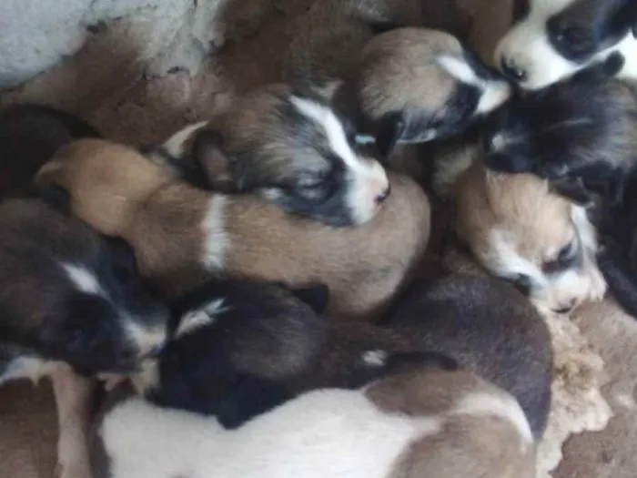 Cachorro ra a Comun idade Abaixo de 2 meses nome Filhotes de cachorro