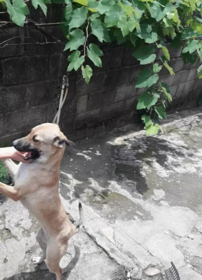 Cachorro ra a Vira lata  idade 1 ano nome Nina