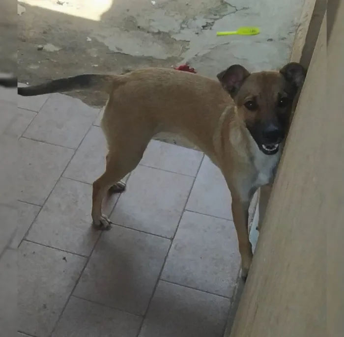 Cachorro ra a Vira lata  idade 1 ano nome Nina