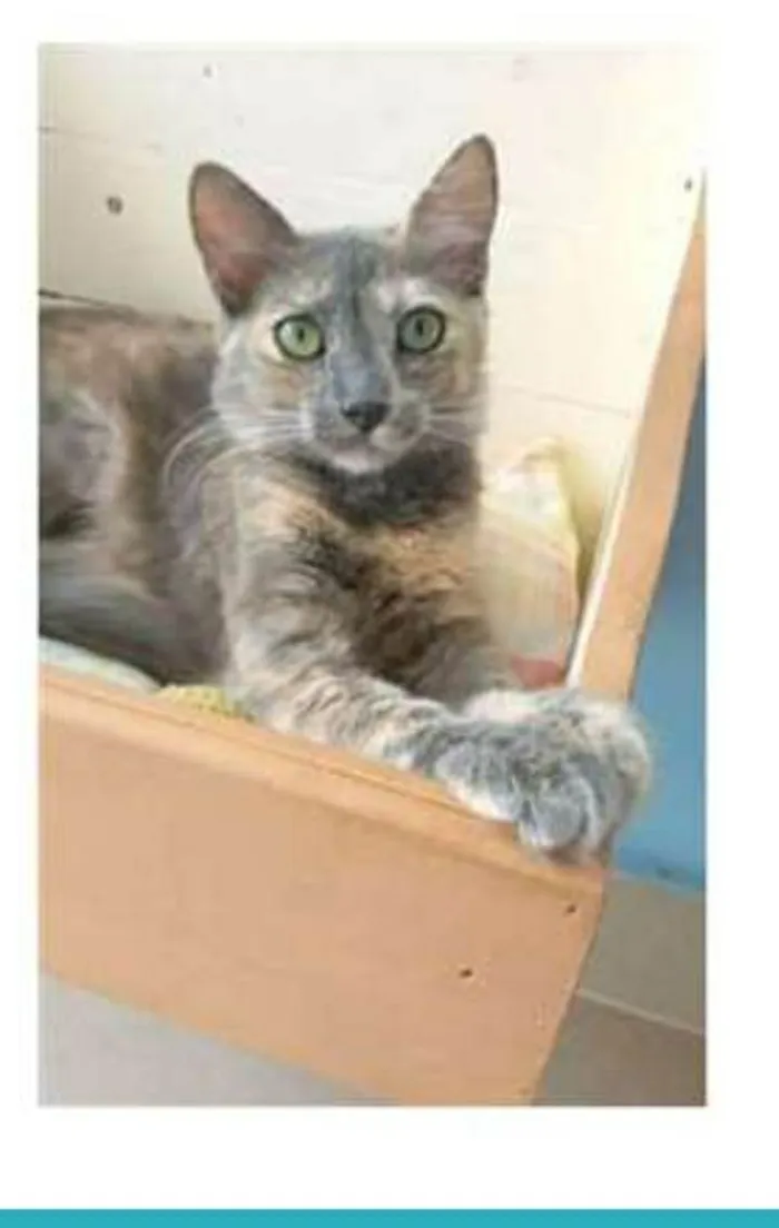 Gato ra a srd escaminha  idade 7 a 11 meses nome SUSY
