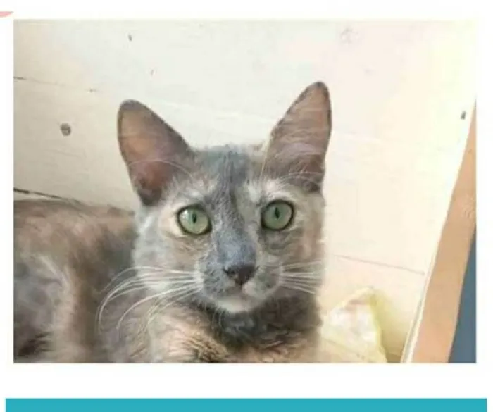 Gato ra a srd escaminha  idade 7 a 11 meses nome SUSY