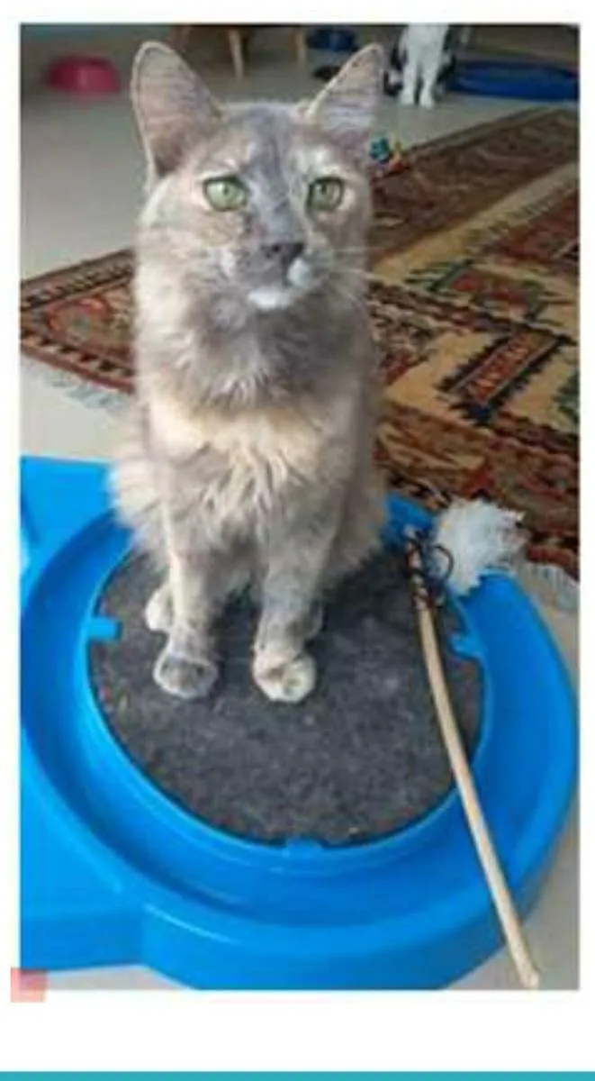 Gato ra a srd escaminha  idade 7 a 11 meses nome SUSY