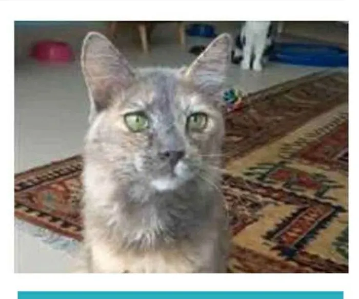 Gato ra a srd escaminha  idade 7 a 11 meses nome SUSY