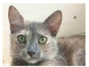 Gato raça srd escaminha  idade 7 a 11 meses nome SUSY