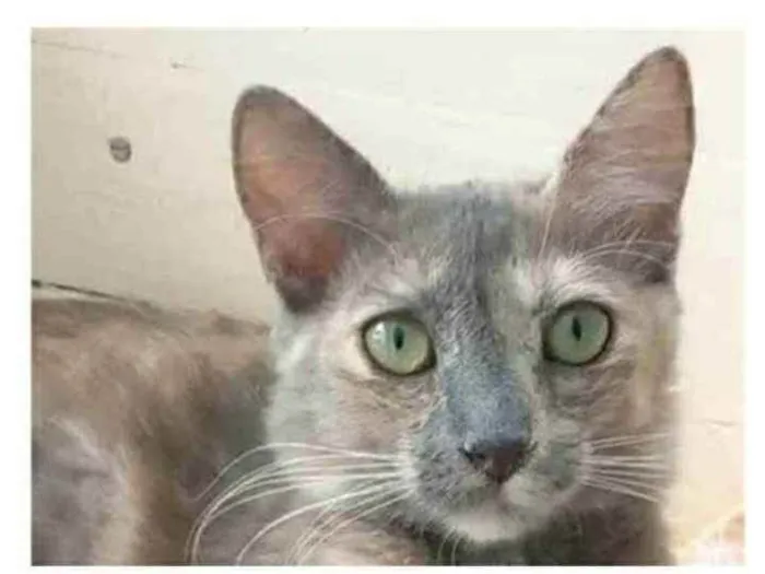 Gato ra a srd escaminha  idade 7 a 11 meses nome SUSY